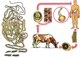 For the very common helminth, the bovine tapeworm, the cow serves as an intermediate host, and the person is final. 
