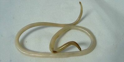 Which parasites can live in the human body