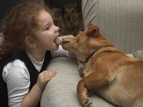 A child kissed a dog and infected with parasites
