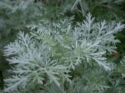 Wormwood for parasites in the body