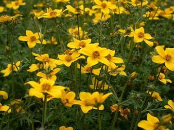 a number of parasites in the body