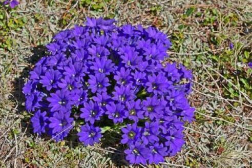 the root of fever from parasites in the body