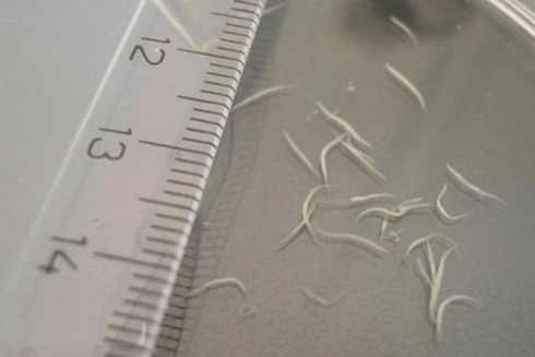 how to remove pinworms in a child