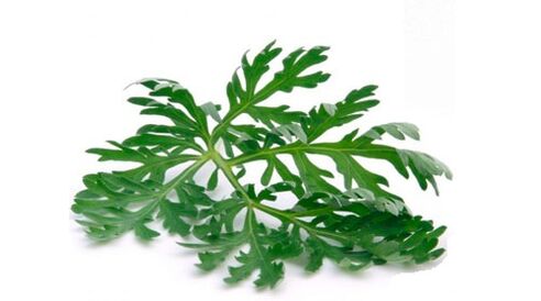 Wormwood to remove parasites from the body