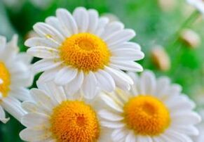 Medicinal chamomile flowers - a remedy for worms
