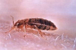 Bed bugs are parasites that feed on human blood