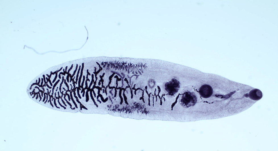 A fluke (trematode) parasite