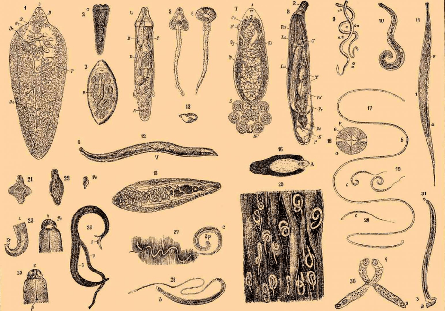 Types of worms that live in the body
